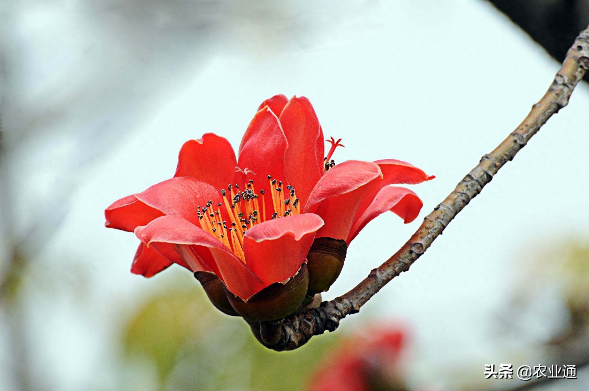 每日一花（木棉花）