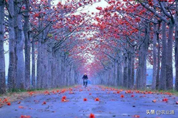 每日一花（木棉花）