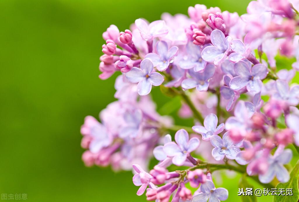 描写丁香花的诗句有哪些（关于丁香的诗句25首）